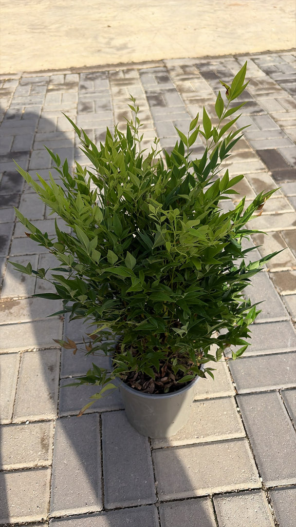 NANDINA DOMESTICA ‘LEMON’ v.19