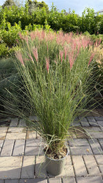 Carica immagine nel visualizzatore Galleria, MUHLENBERGIA RUBY V.19