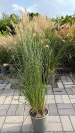 Carica immagine nel visualizzatore Galleria, PENNISETUM ‘BUNNY’ V.19