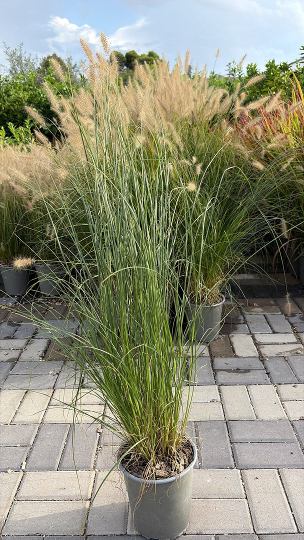 PENNISETUM ‘BUNNY’ V.19