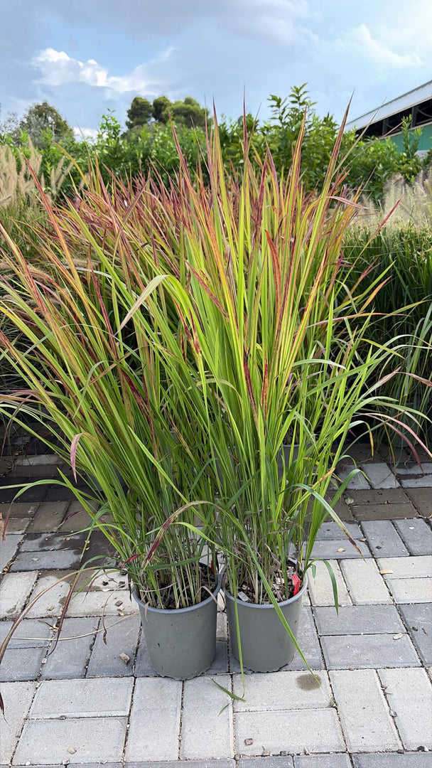 IMPERATA CILINDRICA  V.19