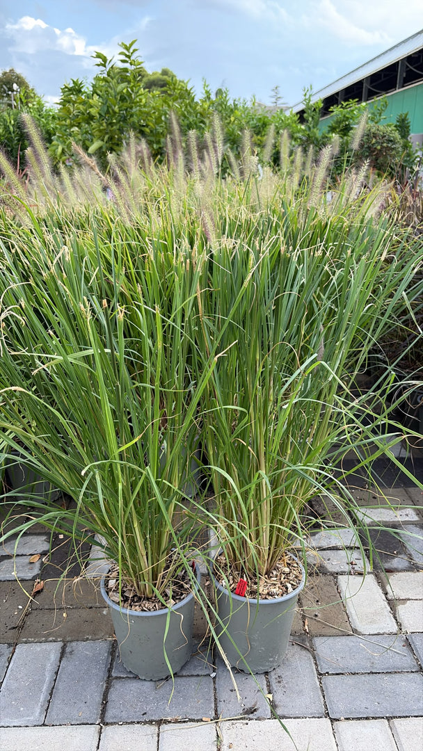 PENNISETUM ‘RED HEAD’ V.19