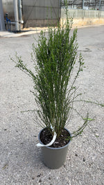 Carica immagine nel visualizzatore Galleria, CYTISUS V.19