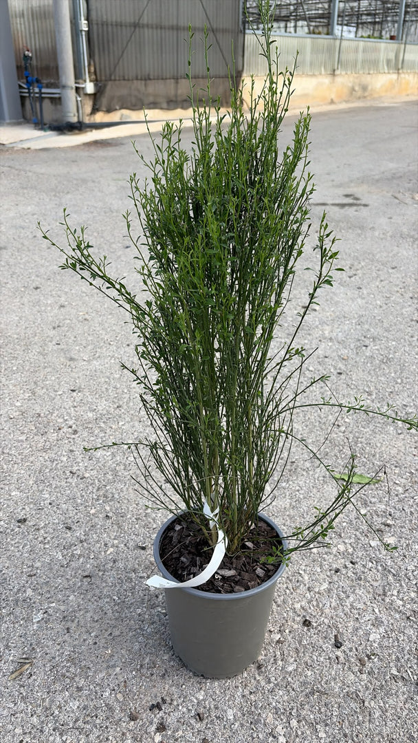 CYTISUS V.19