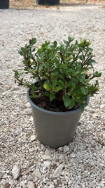 Carica immagine nel visualizzatore Galleria, GARDENIA JASMINOIDES V.19