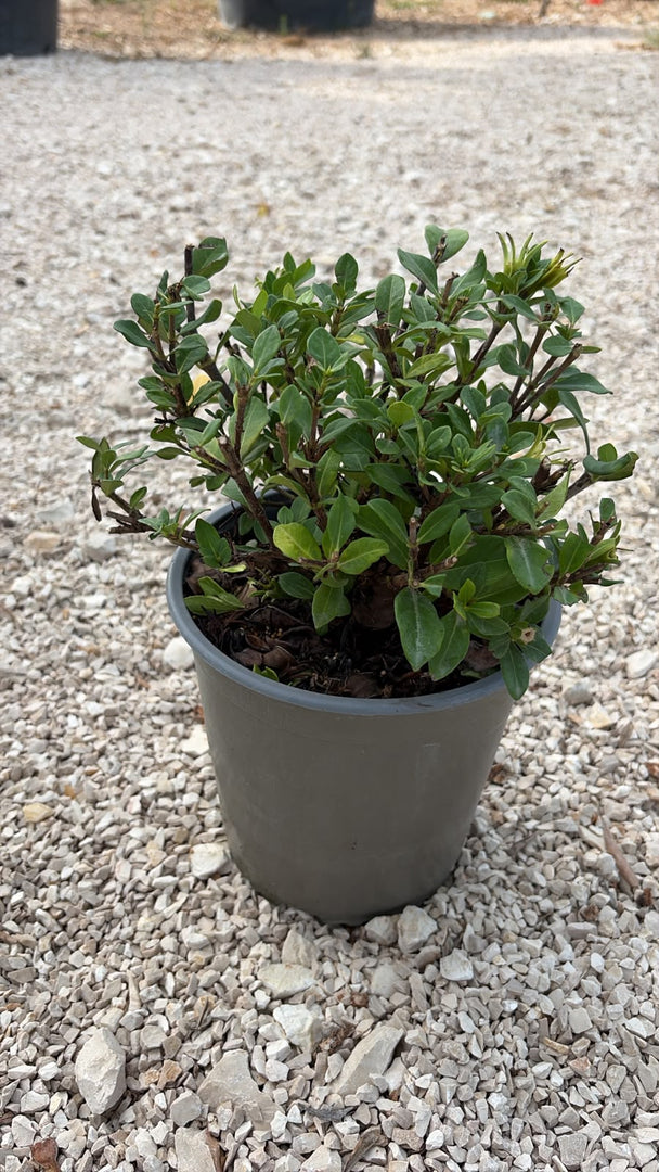 GARDENIA JASMINOIDES V.19
