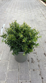 Carica immagine nel visualizzatore Galleria, PYRACANTHA NANA V.19