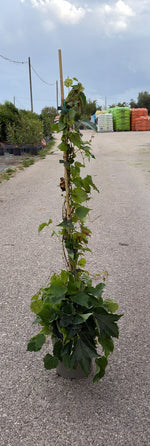 Carica immagine nel visualizzatore Galleria, AMPELOPSIS TRICUSPIDATA  V.19