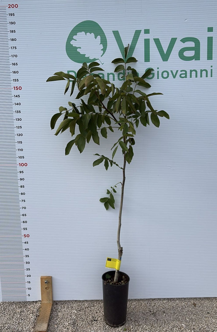 NOCE - Ivarto