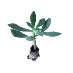 Carica immagine nel visualizzatore Galleria, X Set Oliver -  Echeveria Hybrida (in alveolo)
