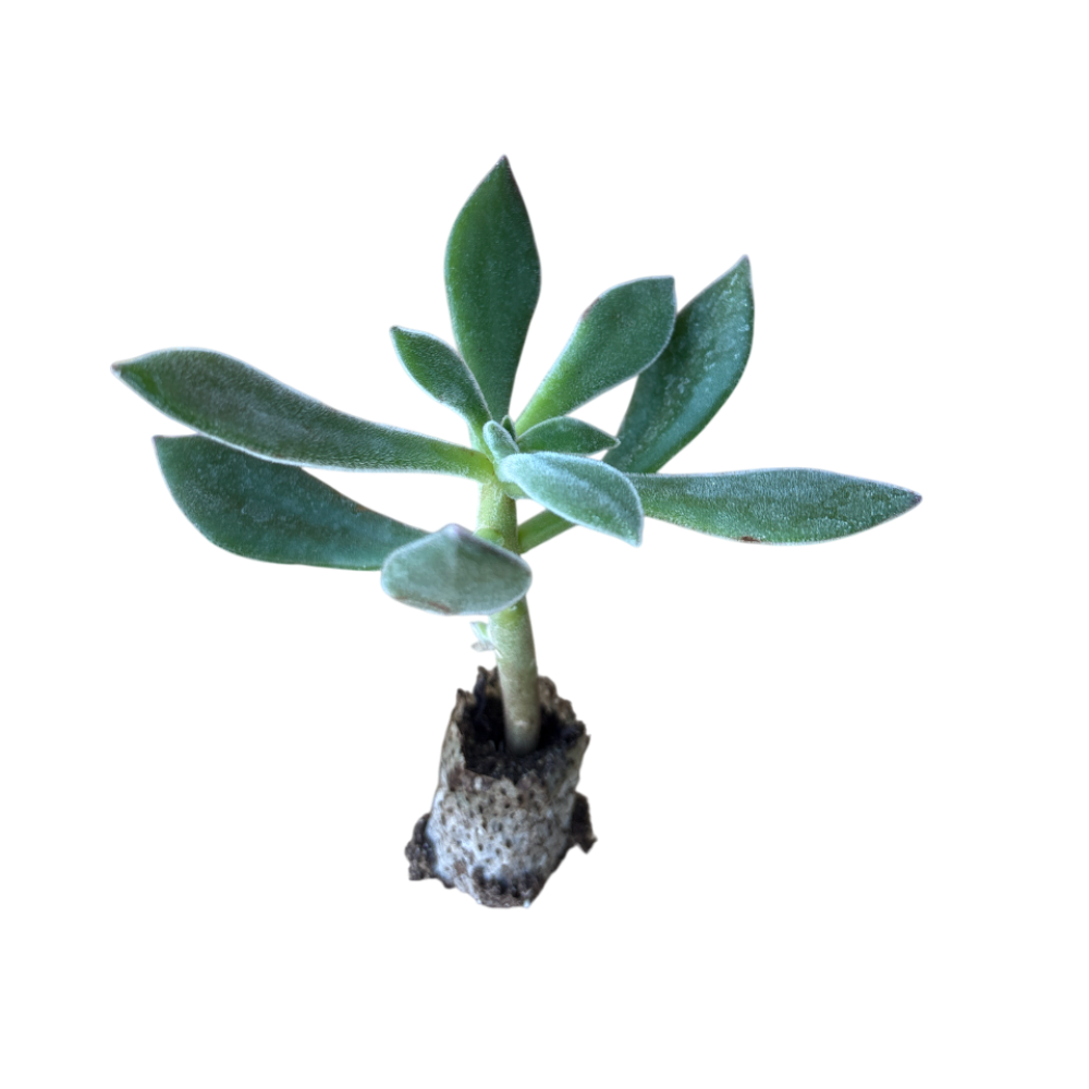 X Set Oliver -  Echeveria Hybrida (in alveolo)