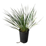 Carica immagine nel visualizzatore Galleria, YUCCA ROSTRATA

