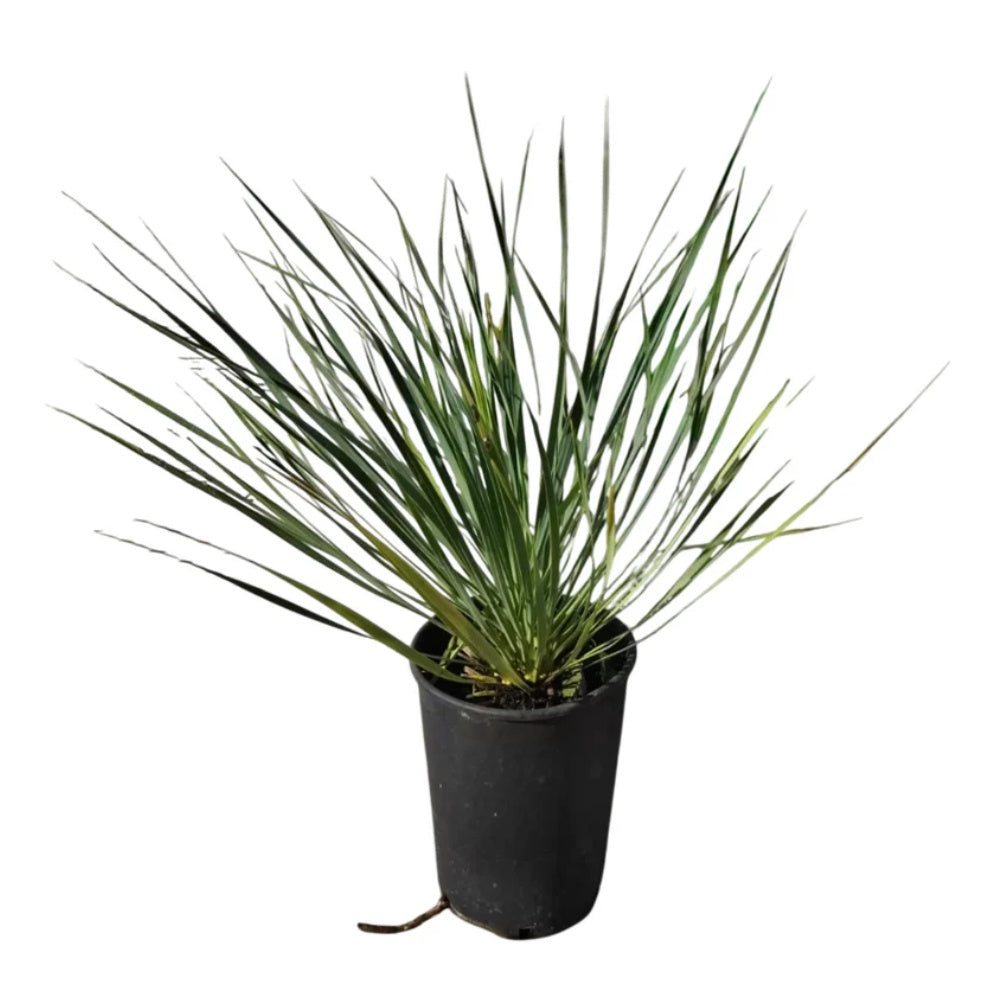 YUCCA ROSTRATA