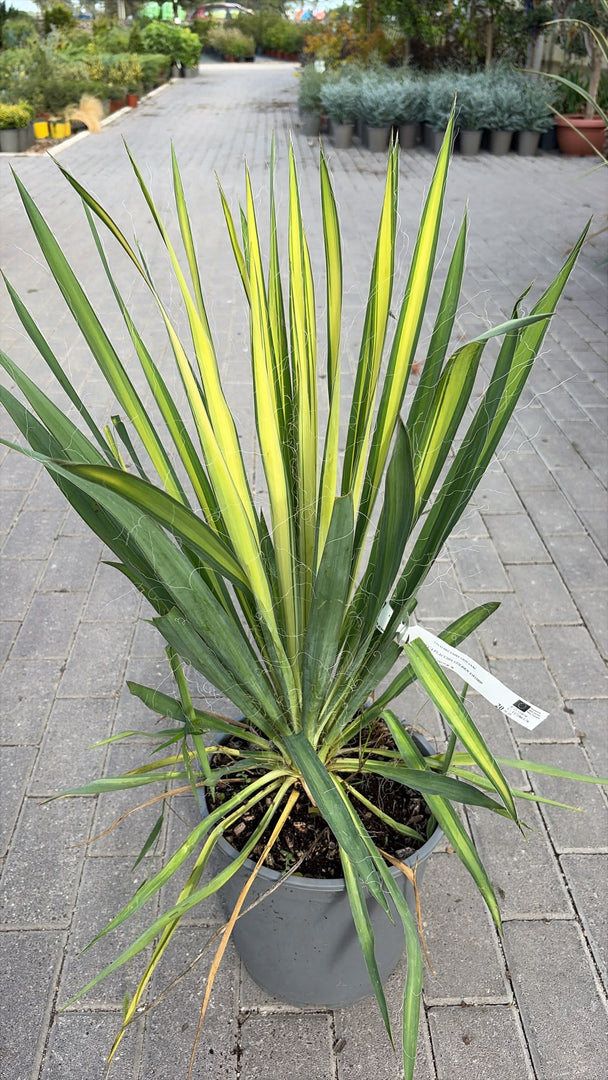 YUCCA FLACCIDA V.27