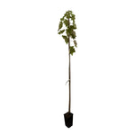 Carica immagine nel visualizzatore Galleria, ACERO ARGENTATO - Acer saccharinum
