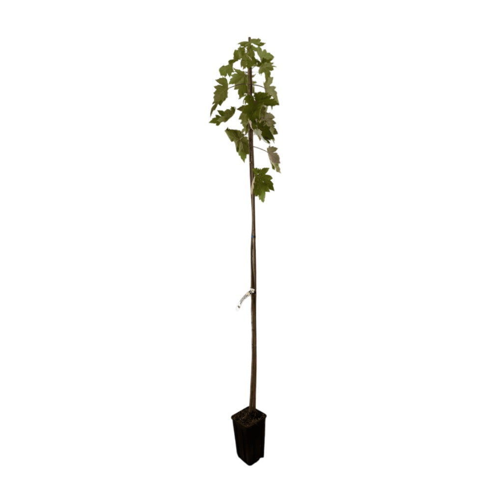 ACERO ARGENTATO - Acer saccharinum