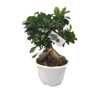 Carica immagine nel visualizzatore Galleria, BONSAI DI FICUS GINSENG - Ficus microcarpa
