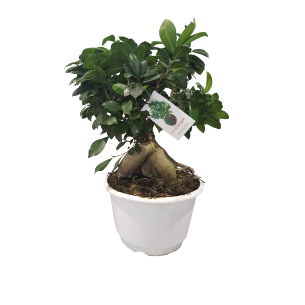 BONSAI DI FICUS GINSENG - Ficus microcarpa