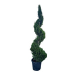 Carica immagine nel visualizzatore Galleria, CUPRESSOCYPARIS LEYLANDII SPIRALE
