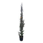Carica immagine nel visualizzatore Galleria, CIPRESSO - Cupressus sempervirens

