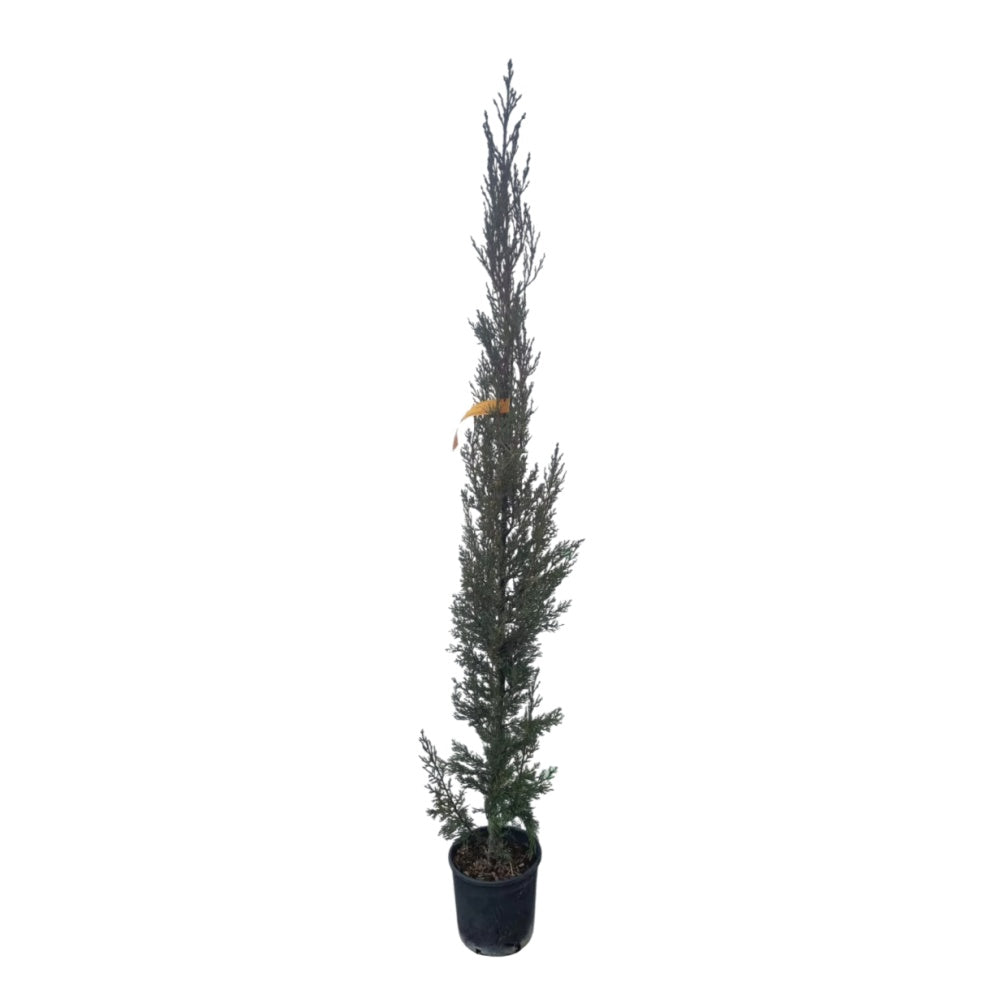 CIPRESSO - Cupressus sempervirens