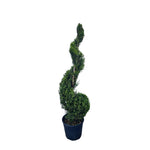 Carica immagine nel visualizzatore Galleria, CUPRESSOCYPARIS LEYLANDII SPIRALE
