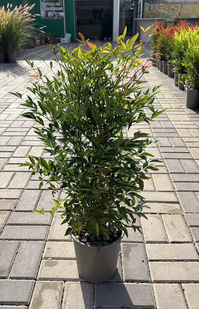 NANDINA DOMESTICA V.19