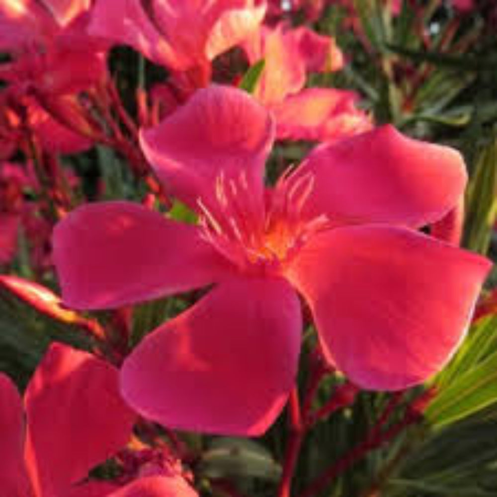 OLEANDRO ROSA SCURO SOLEIL LEVANT - Nerium oleander