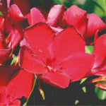 Carica immagine nel visualizzatore Galleria, OLEANDRO ROSSO  -Nerium oleander
