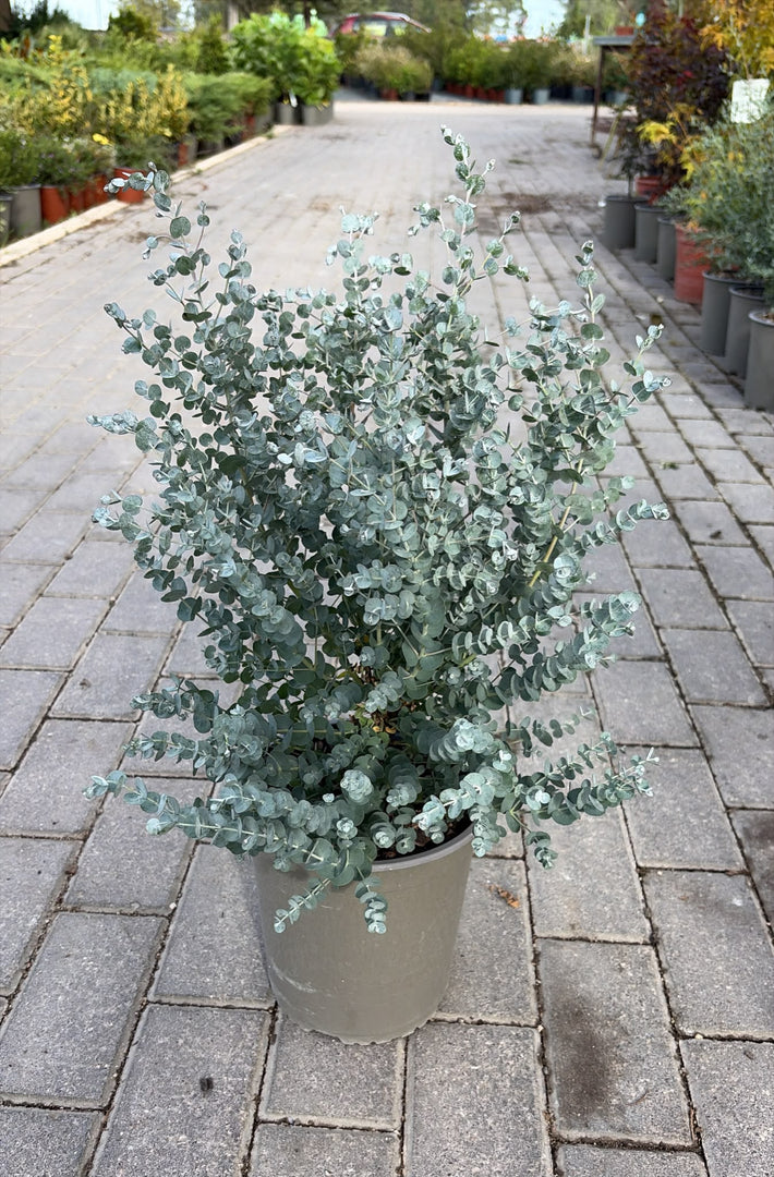EUCALIPTO ‘AZURA’ v.27