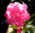 Carica immagine nel visualizzatore Galleria, OLEANDRO -  Nerium oleander
