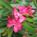 Carica immagine nel visualizzatore Galleria, OLEANDRO  FUCSIA J.R -Nerium oleander
