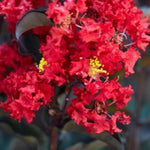 Carica immagine nel visualizzatore Galleria, LAGERSTROEMIA INDICA ROSSA
