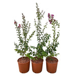 Carica immagine nel visualizzatore Galleria, LAGERSTROEMIA INDICA VIOLA
