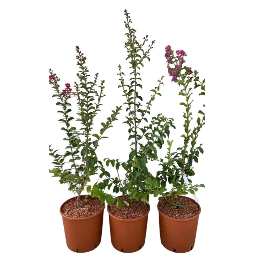 LAGERSTROEMIA INDICA VIOLA