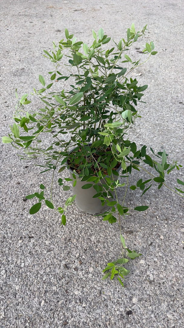 LESPEDEZA THUN. V.19
