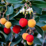 Carica immagine nel visualizzatore Galleria, CORBEZZOLO - Arbutus unedo

