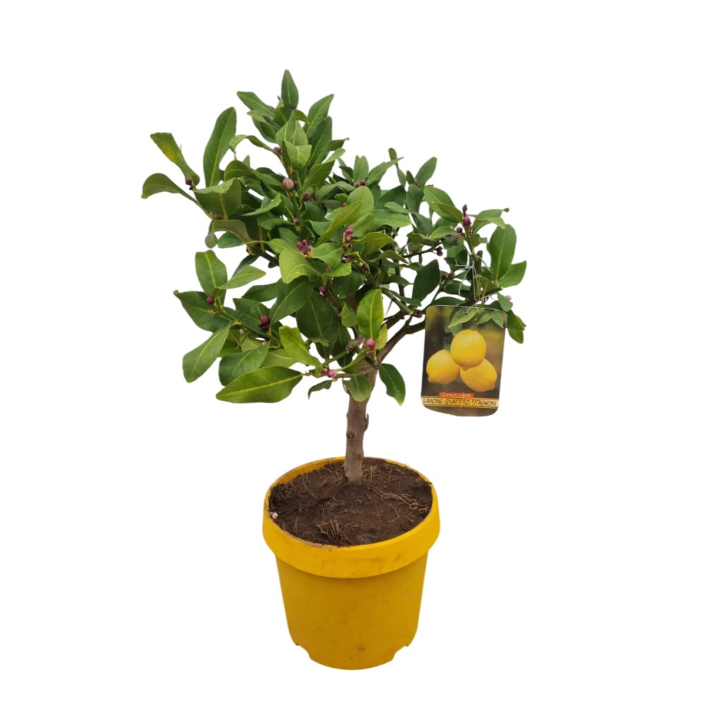 LIMONE BONSAI - Citrus limon