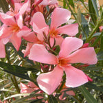 Carica immagine nel visualizzatore Galleria, OLEANDRO SALMONE  -Nerium oleander
