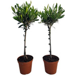 Carica immagine nel visualizzatore Galleria, ULIVO BONSAI - Olea europea
