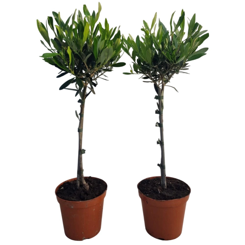 ULIVO BONSAI - Olea europea