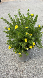 Carica immagine nel visualizzatore Galleria, POTENTILLA FRUTICOSA V.19