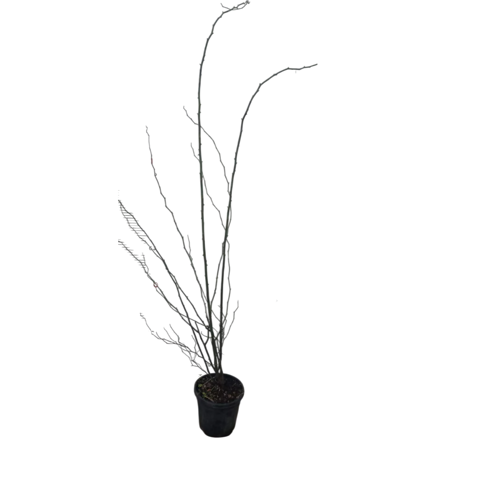 ROSA SELVATICA - rosa canina