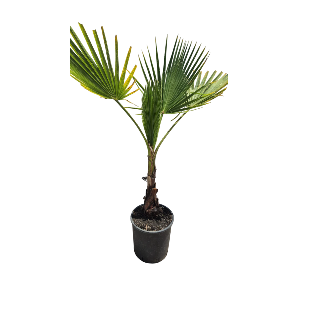 PALMA MESSICANA - Washingtonia robusta