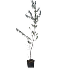 Carica immagine nel visualizzatore Galleria, OLIVELLO SPINOSO -  Hippophae rhamnoides
