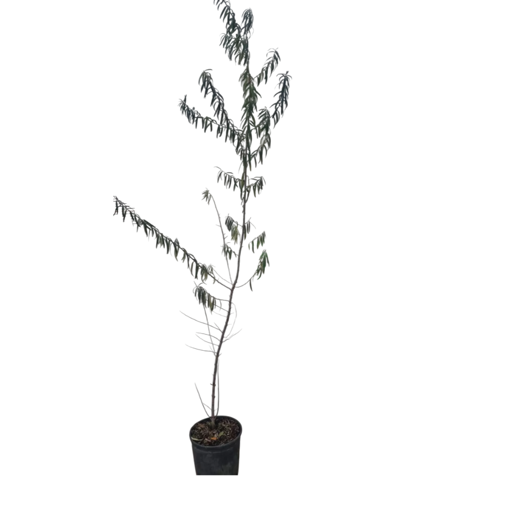 OLIVELLO SPINOSO -  Hippophae rhamnoides