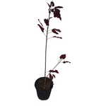 Carica immagine nel visualizzatore Galleria, COTINUS COGGYGRIA
