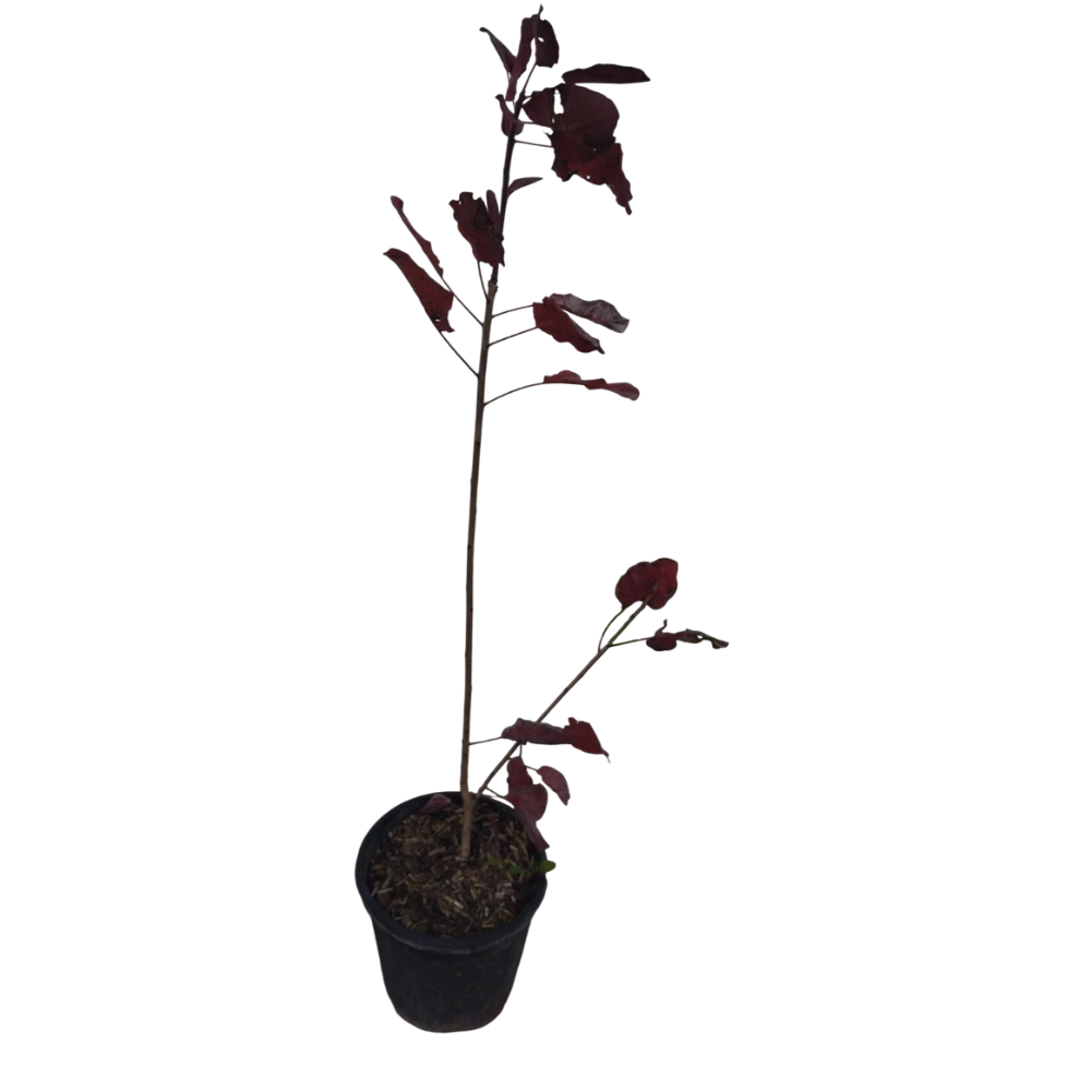 COTINUS COGGYGRIA
