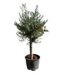 Carica immagine nel visualizzatore Galleria, ULIVO ORNAMENTALE - Olea europaea
