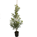 Carica immagine nel visualizzatore Galleria, MIMOSA INNESTATA - Acacia dealbata
